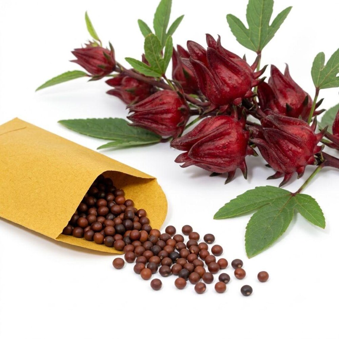 Hibiscus Seeds