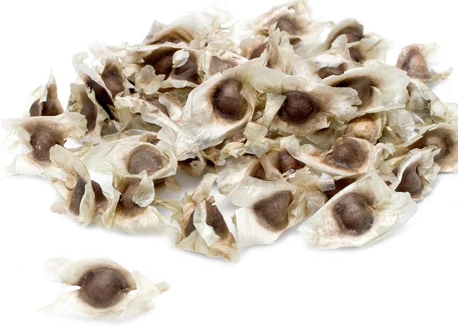 Moringa Seeds